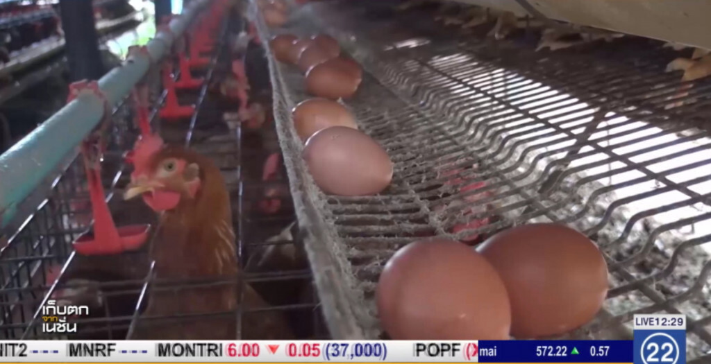 อากาศหนาว ไก่สุขภาพดี กินอาหารได้ ไข่เพิ่ม ฟองใหญ่ อากาศหนาว ไก่สุขภาพดี กินอาหารได้ ไข่เพิ่ม ฟองใหญ่