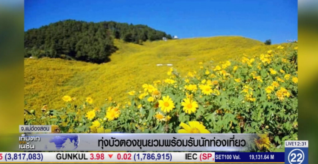 ทุ่งบัวตองขุนยวม พร้อมรับนักท่องเที่ยวแล้ว ทุ่งบัวตองขุนยวม พร้อมรับนักท่องเที่ยวแล้ว