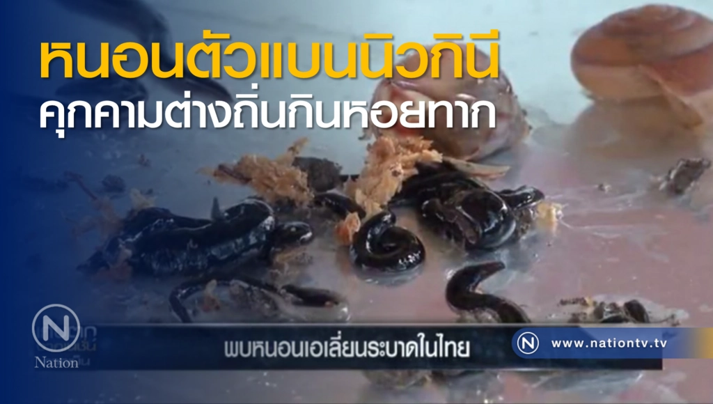 หนอนนิวกินี ระบาดภาคพื้นทวีปในไทยที่แรก ฆ่าไม่ตาย