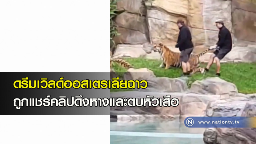 ดรีมเวิลด์ออสเตรเลียฉาว ถูกแชร์คลิปดึงหางและตบหัวเสือ ดรีมเวิลด์ออสเตรเลียฉาว ถูกแชร์คลิปดึงหางและตบหัวเสือ