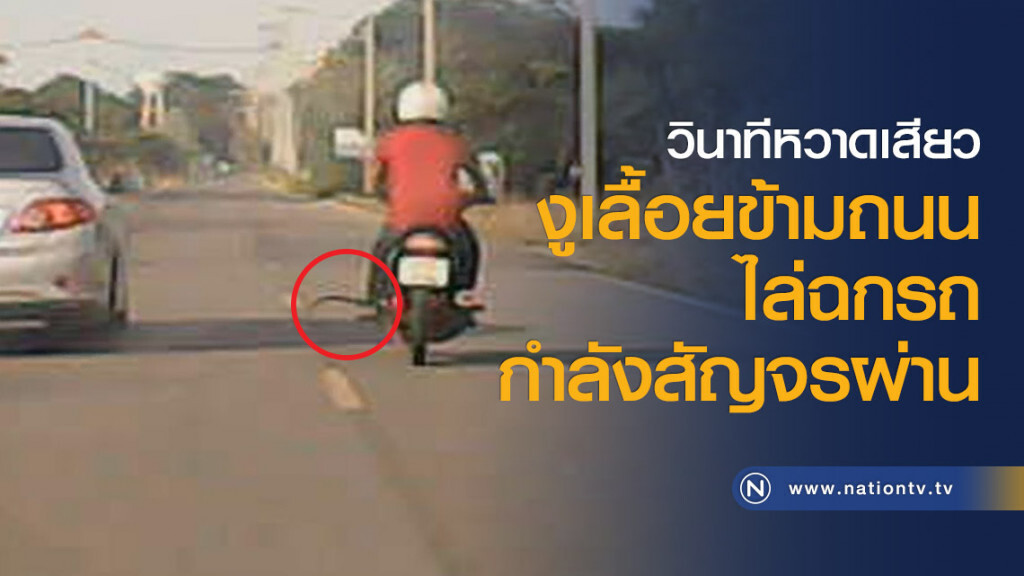 วินาทีหวาดเสียว งูเลื้อยข้ามถนนไล่ฉกรถกำลังสัญจรผ่าน