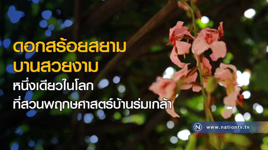 นทท.แห่ชมดอก "สร้อยสยาม" ที่สวนพฤกษศาสตร์บ้านร่มเกล้า นทท.แห่ชมดอก "สร้อยสยาม" ที่สวนพฤกษศาสตร์บ้านร่มเกล้า