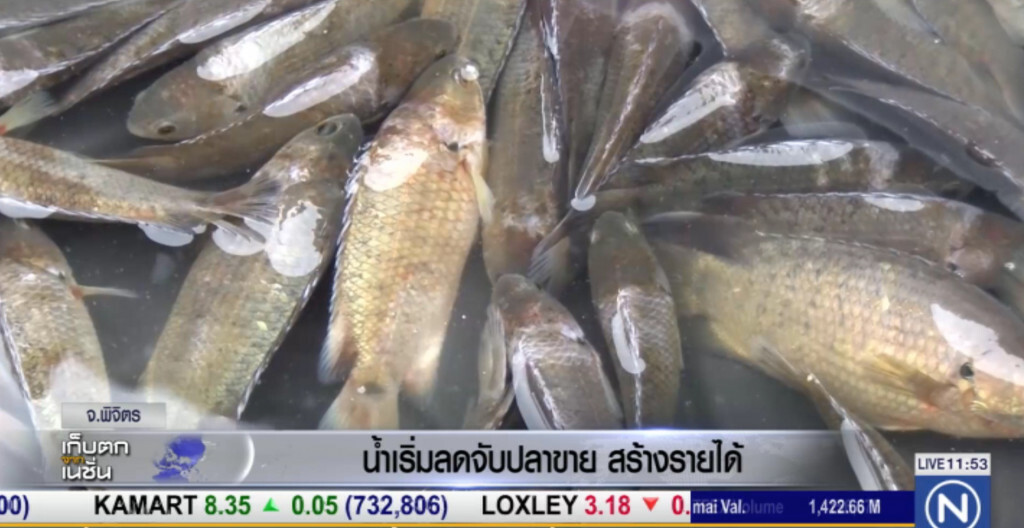 ชาวพิจิตร พลิกวิกฤติเป็นโอกาส ออกจับปลาสร้างรายได้งาม