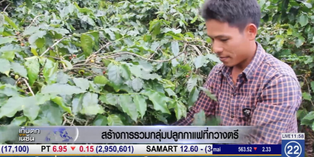 สร้างการรวมกลุ่มปลูกกาแฟที่ "กวางตรี"