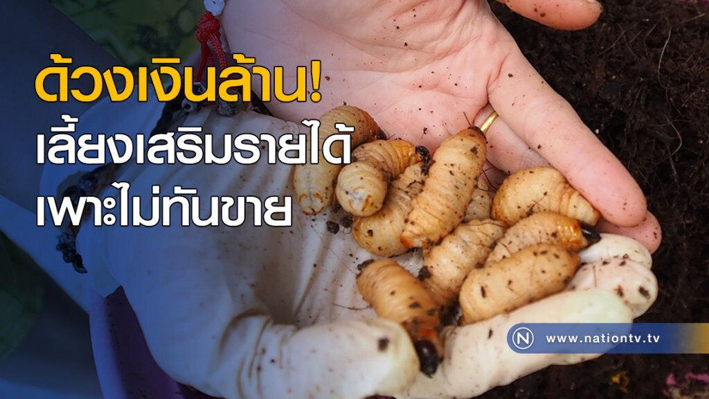 ด้วงเงินล้าน! เลี้ยงเสริมรายได้ เพาะไม่ทันขาย ด้วงเงินล้าน! เลี้ยงเสริมรายได้ เพาะไม่ทันขาย
