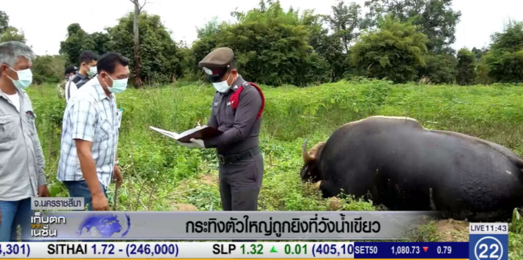 พบ "กระทิง" ขยายใหญ่ ถูกยิงที่วังน้ำเขียว