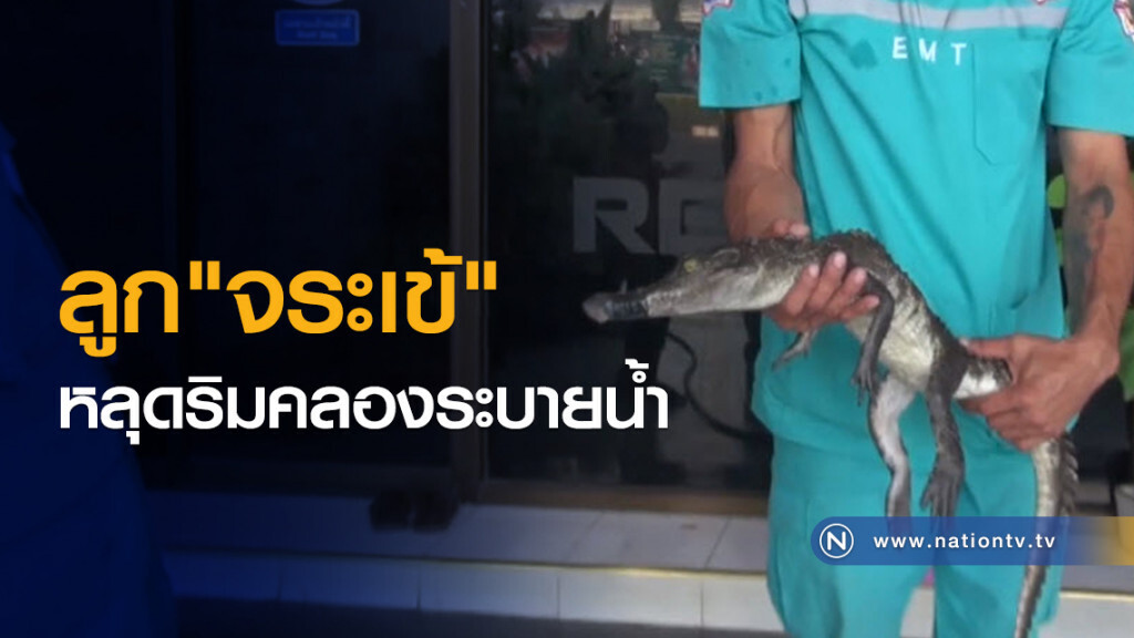 ลูกจระเข้หลุดริมคลองระบายน้ำ