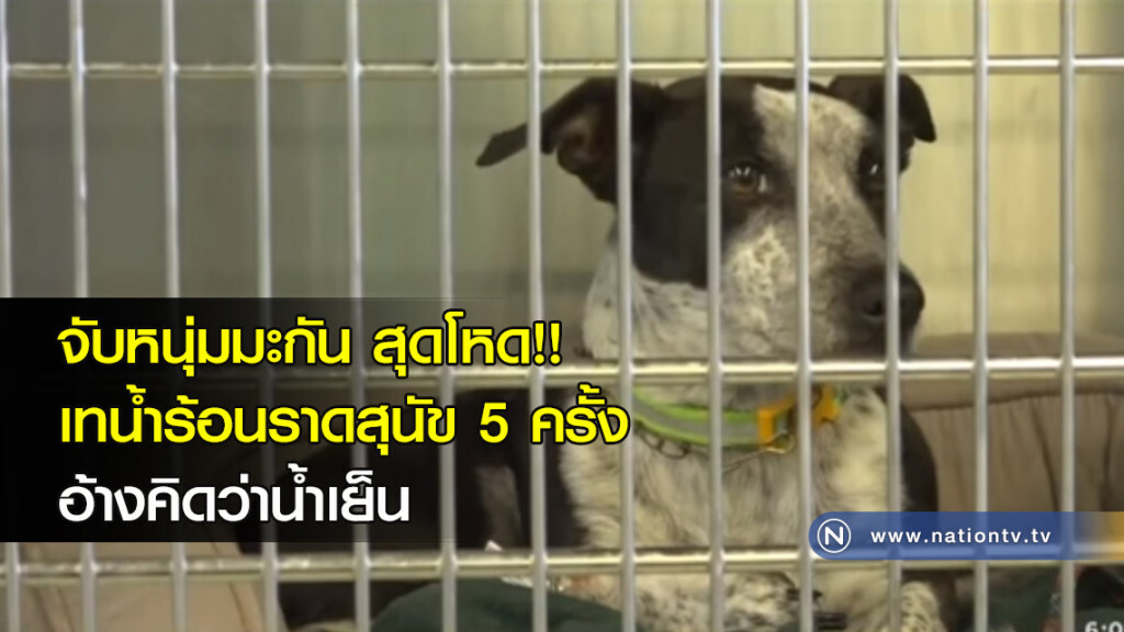 จับหนุ่มมะกันสุดโหด เทน้ำร้อนราดสุนัข 5 ครั้ง อ้างคิดว่าน้ำเย็น จับหนุ่มมะกันสุดโหด เทน้ำร้อนราดสุนัข 5 ครั้ง อ้างคิดว่าน้ำเย็น
