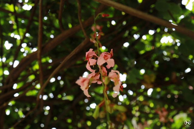 นทท.แห่ชมดอก "สร้อยสยาม" ที่สวนพฤกษศาสตร์บ้านร่มเกล้า