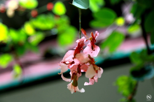 นทท.แห่ชมดอก "สร้อยสยาม" ที่สวนพฤกษศาสตร์บ้านร่มเกล้า