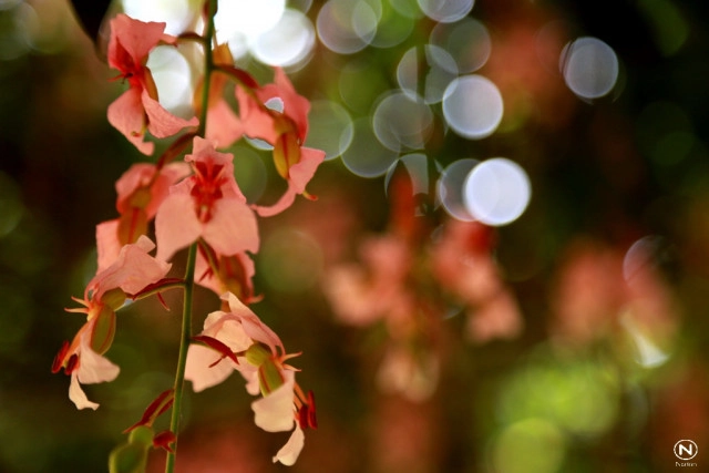 นทท.แห่ชมดอก "สร้อยสยาม" ที่สวนพฤกษศาสตร์บ้านร่มเกล้า
