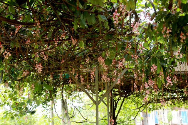 นทท.แห่ชมดอก "สร้อยสยาม" ที่สวนพฤกษศาสตร์บ้านร่มเกล้า