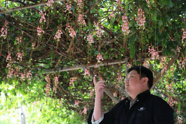 นทท.แห่ชมดอก "สร้อยสยาม" ที่สวนพฤกษศาสตร์บ้านร่มเกล้า