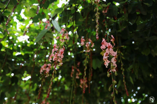 นทท.แห่ชมดอก "สร้อยสยาม" ที่สวนพฤกษศาสตร์บ้านร่มเกล้า