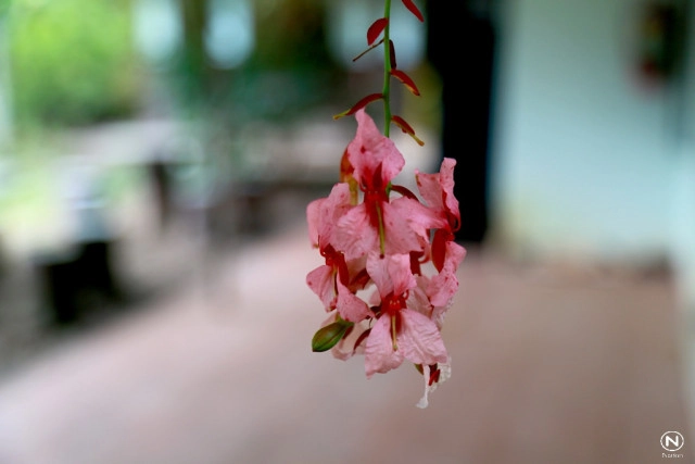 นทท.แห่ชมดอก "สร้อยสยาม" ที่สวนพฤกษศาสตร์บ้านร่มเกล้า