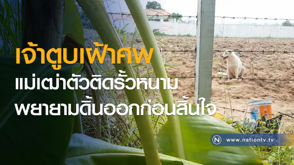 เจ้าตูบเฝ้าศพแม่เฒ่าตัวติดรั้วหนาม พยายามดิ้นออกก่อนสิ้นใจ เจ้าตูบเฝ้าศพแม่เฒ่าตัวติดรั้วหนาม พยายามดิ้นออกก่อนสิ้นใจ