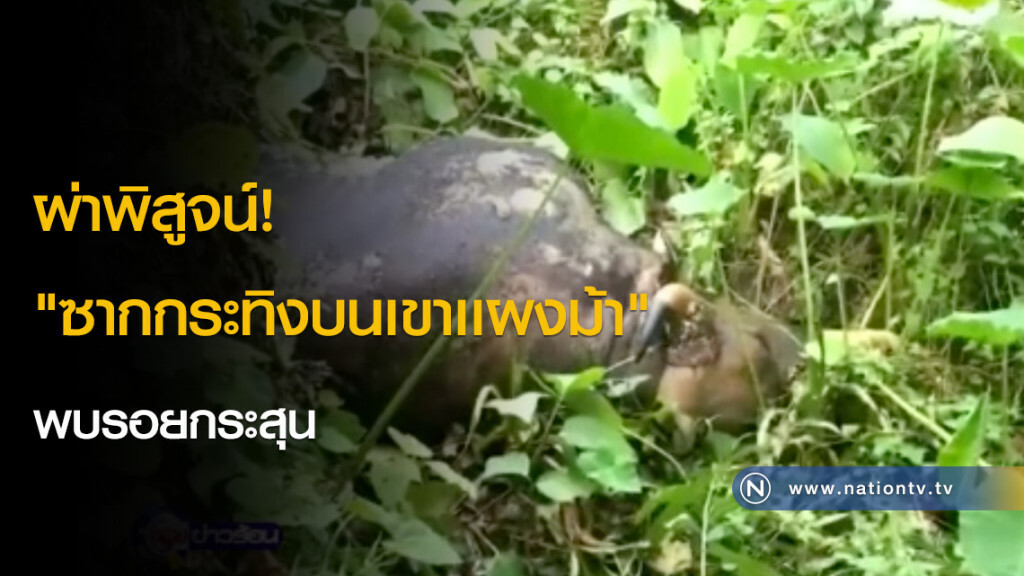 ผ่าพิสูจน์! "ซากกระทิงบนเขาเเผงม้า" พบรอยกระสุน ผ่าพิสูจน์! "ซากกระทิงบนเขาเเผงม้า" พบรอยกระสุน