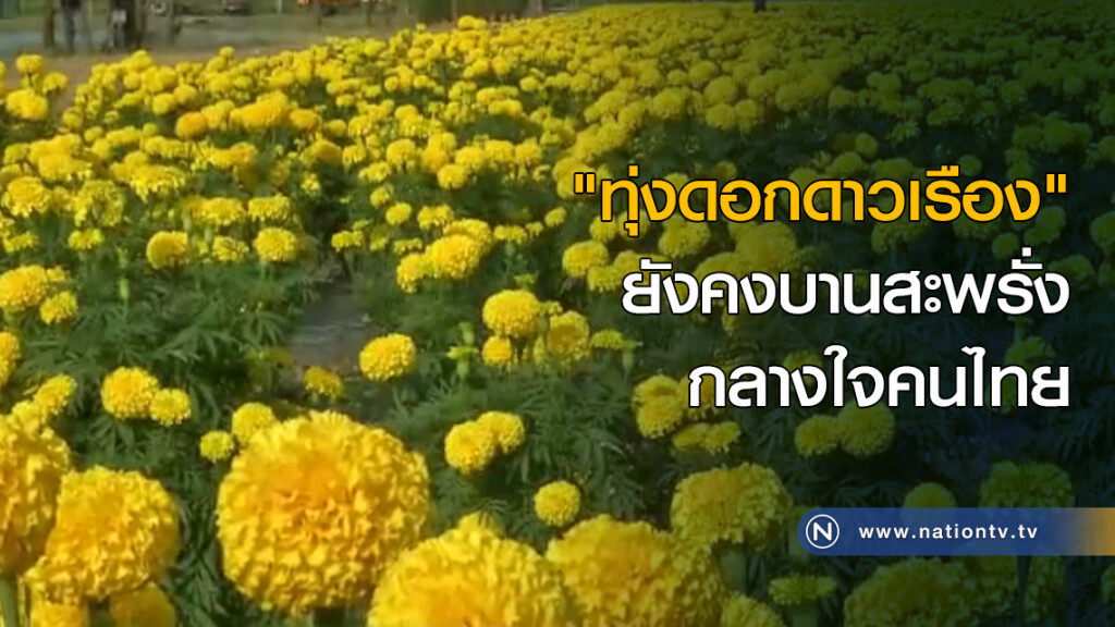 "ทุ่งดอกดาวเรือง" ยังคงบานสะพรั่งกลางใจคนไทย "ทุ่งดอกดาวเรือง" ยังคงบานสะพรั่งกลางใจคนไทย