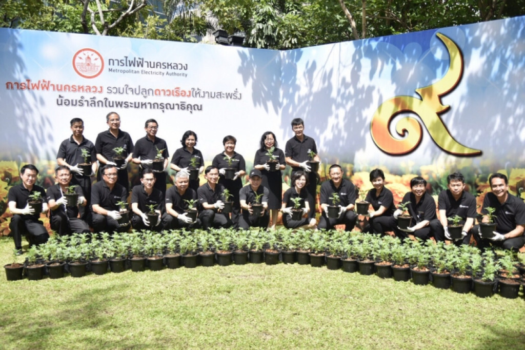 กฟน. จัดงาน "รวมใจปลูกดาวเรืองให้งามสะพรั่ง น้อมรำลึกในพระมหากรุณาธิคุณ