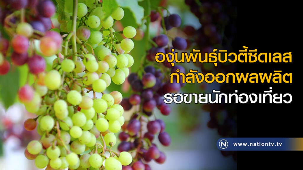 องุ่นพันธุ์บิวตี้ซีดเลส กำลังออกผลผลิต รอขายนักท่องเที่ยว