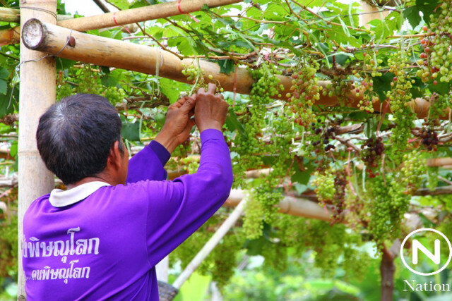 องุ่นพันธุ์บิวตี้ซีดเลส กำลังออกผลผลิต รอขายนักท่องเที่ยว