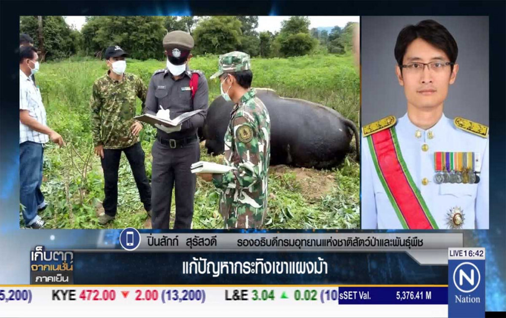 แก้ปัญหากระทิงเขาแผงม้า แก้ปัญหากระทิงเขาแผงม้า