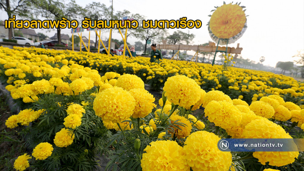 เที่ยวลาดพร้าว รับลมหนาว ชมดาวเรือง เที่ยวลาดพร้าว รับลมหนาว ชมดาวเรือง