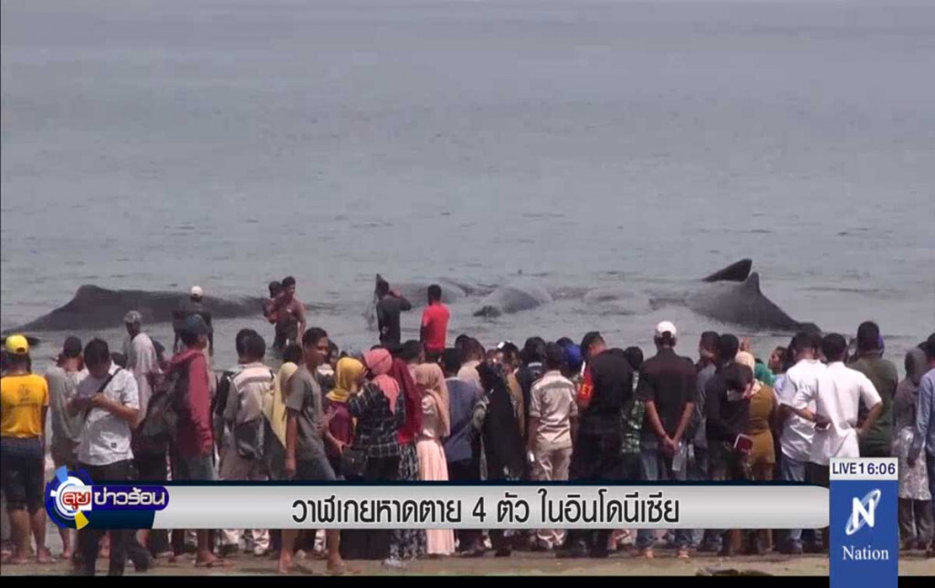 วาฬเกยหาดตาย 4 ตัวในอินโดนีเซีย วาฬเกยหาดตาย 4 ตัวในอินโดนีเซีย