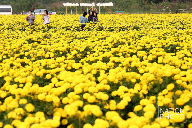 เที่ยวลาดพร้าว รับลมหนาว ชมดาวเรือง