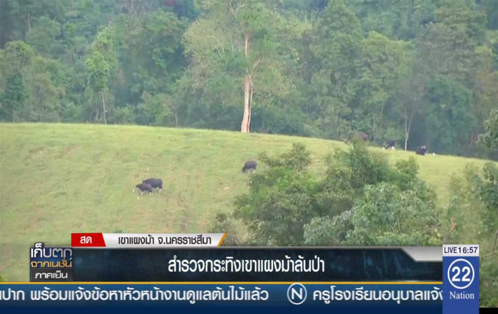 สำรวจกระทิงเขาแผงม้าล้นป่า สำรวจกระทิงเขาแผงม้าล้นป่า