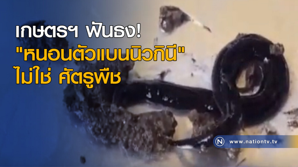 เกษตรฯ ฟันธง! "หนอนปาปัวนิวกินี" ไม่ใช่ ศัตรูพืช เกษตรฯ ฟันธง! "หนอนปาปัวนิวกินี" ไม่ใช่ ศัตรูพืช