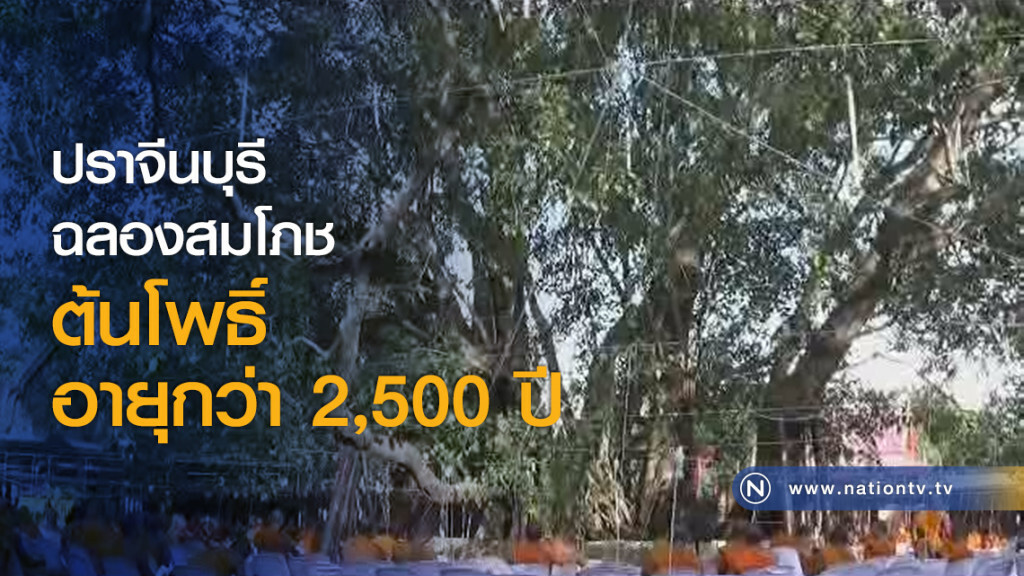 ปราจีนบุรีฉลองสมโภชต้นโพธิ์อายุกว่า 2,500 ปี ปราจีนบุรีฉลองสมโภชต้นโพธิ์อายุกว่า 2,500 ปี