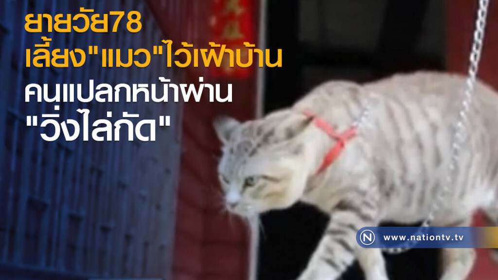 ยายเลี้ยงแมวไว้เฝ้าบ้าน แทนสุนัข ยายเลี้ยงแมวไว้เฝ้าบ้าน แทนสุนัข
