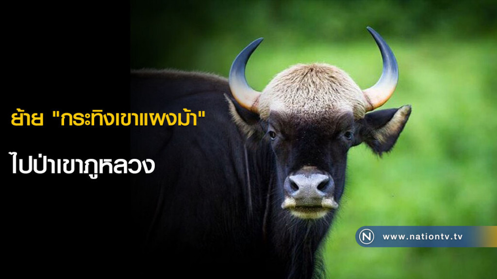 ย้าย "กระทิงเขาแผงม้า" ไปป่าเขาภูหลวง