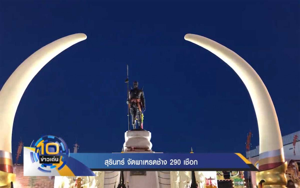 สุรินทร์ จัดพาเหรดช้าง 290 เชือก สุรินทร์ จัดพาเหรดช้าง 290 เชือก