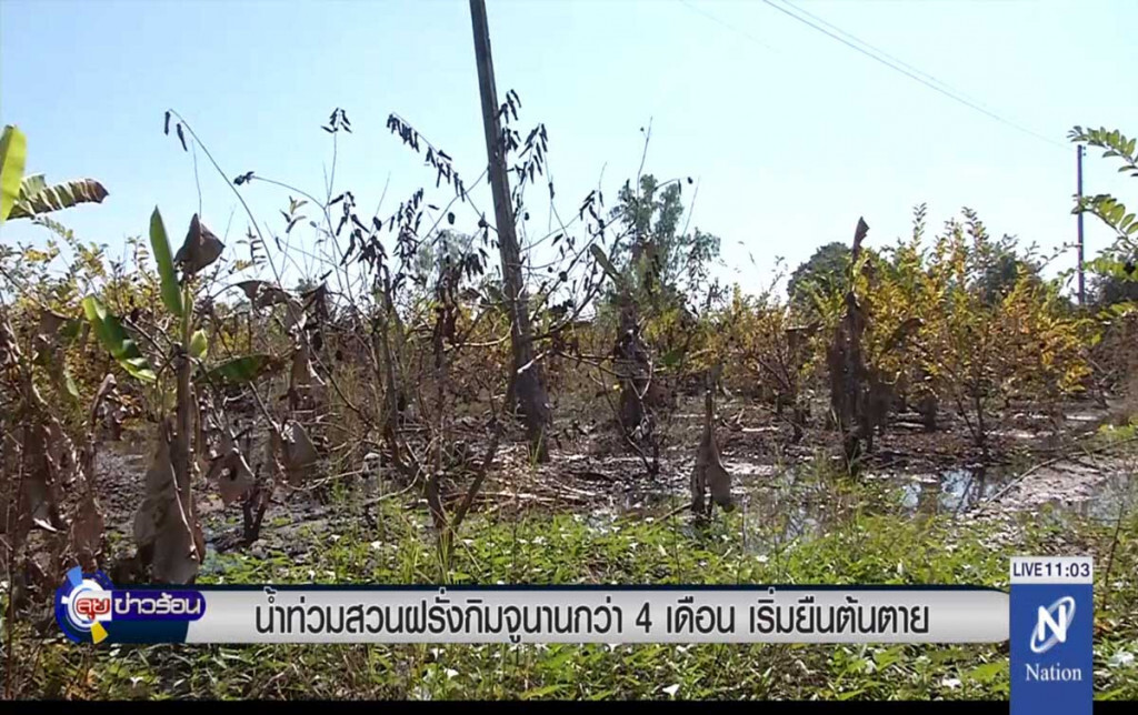 สวนฝรั่งกิมจูที่ถูกน้ำท่วม เริ่มยืนต้นตาย สวนฝรั่งกิมจูที่ถูกน้ำท่วม เริ่มยืนต้นตาย