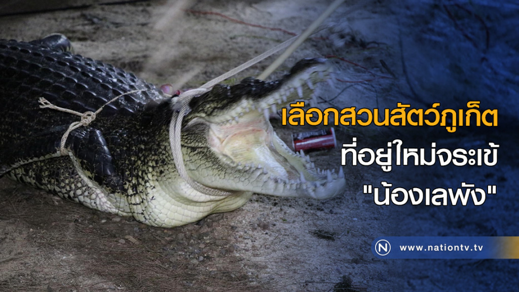 เลือกสวนสัตว์ภูเก็ต ที่อยู่ใหม่จระเข้ "น้องเลพัง" เลือกสวนสัตว์ภูเก็ต ที่อยู่ใหม่จระเข้ "น้องเลพัง"