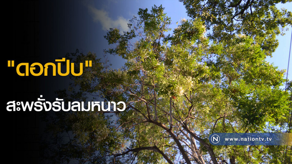 "ดอกปีบ" สะพรั่งรับลมหนาว "ดอกปีบ" สะพรั่งรับลมหนาว
