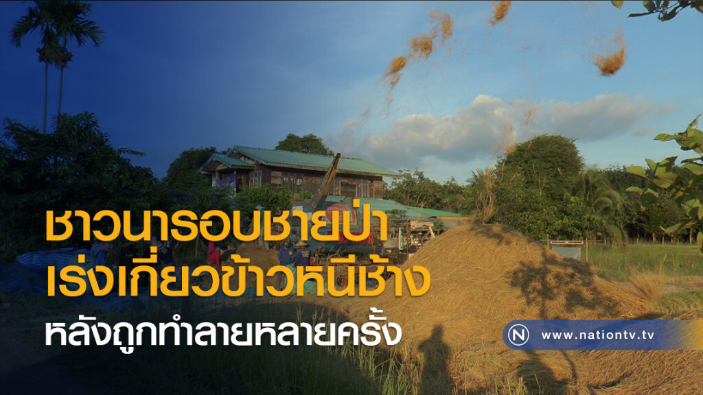 ชาวนารอบชายป่าเร่งเกี่ยวข้าวหนีช้าง หลังถูกทำลายหลายครั้ง