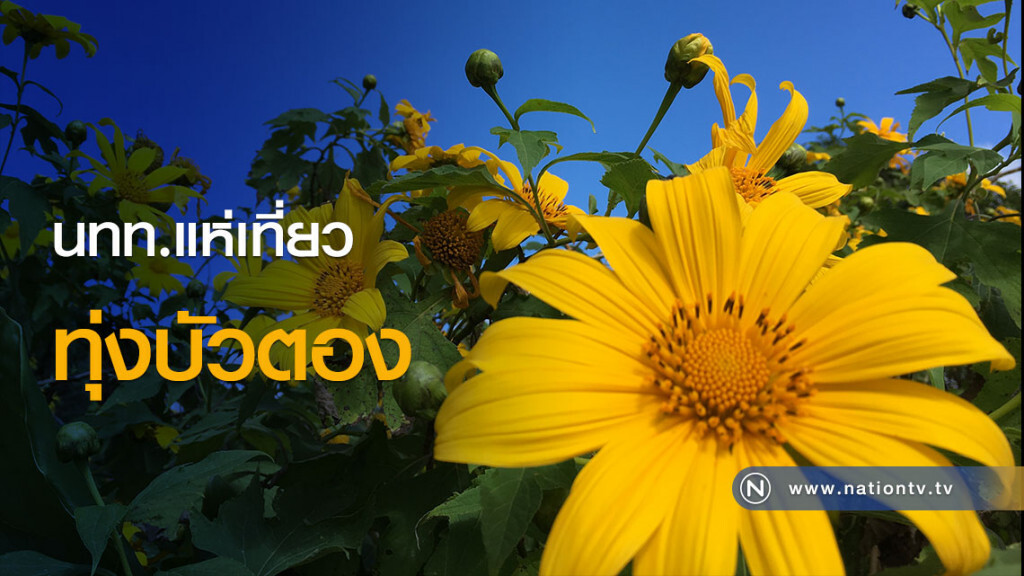 รถติดหนิบ! นทท.แห่เที่ยวทุ่งบัวตอง