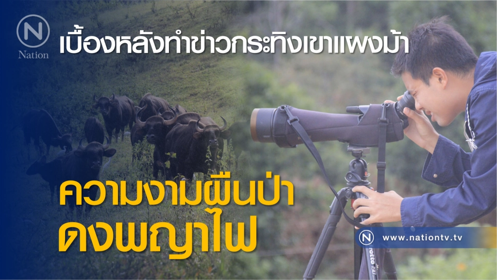 เบื้องหลังทำข่าว "กระทิง" เขาแผงม้า กับความงามของผืนป่า "ดงพญาไฟ"