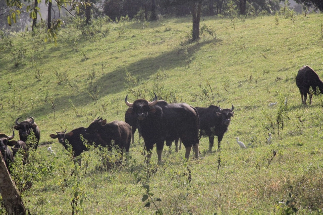 เบื้องหลังทำข่าว "กระทิง" เขาแผงม้า กับความงามของผืนป่า "ดงพญาไฟ"