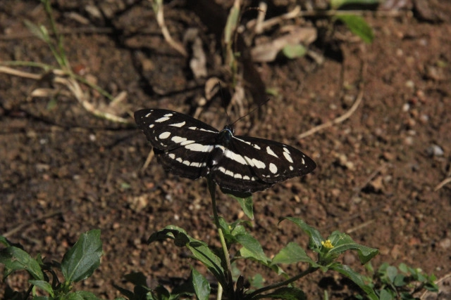 เบื้องหลังทำข่าว "กระทิง" เขาแผงม้า กับความงามของผืนป่า "ดงพญาไฟ"
