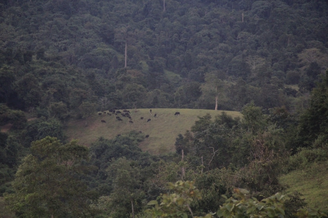 เบื้องหลังทำข่าว "กระทิง" เขาแผงม้า กับความงามของผืนป่า "ดงพญาไฟ"