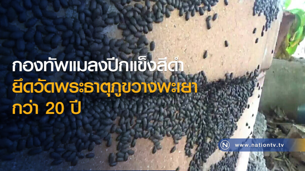 กองทัพแมลงปีกแข็งสีดำ ยึดวัดพระธาตุภูขวางพะเยา กว่า 20 ปี กองทัพแมลงปีกแข็งสีดำ ยึดวัดพระธาตุภูขวางพะเยา กว่า 20 ปี