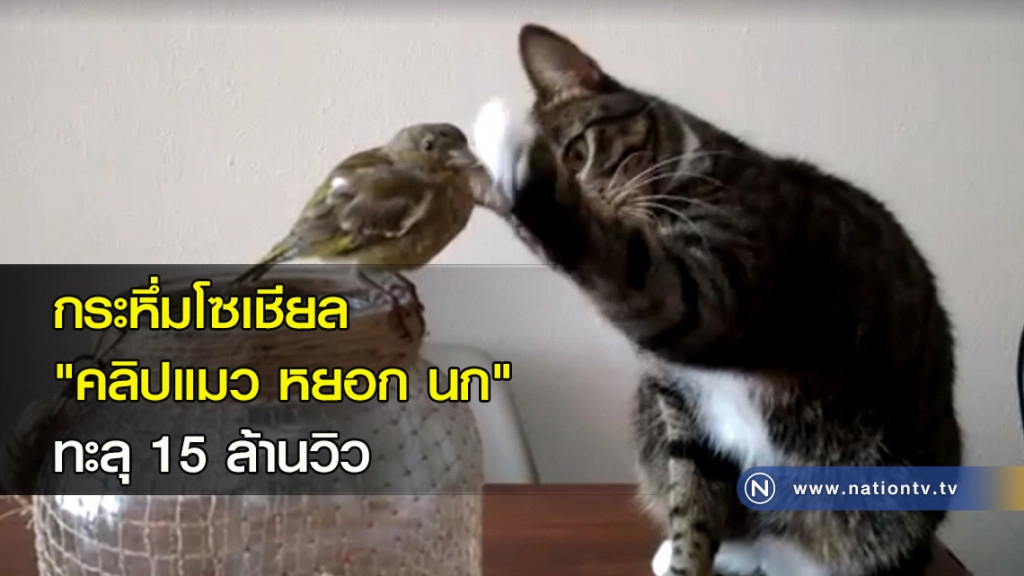 กระหึ่มโซเชียล "คลิปแมว หยอก นก" ทะลุ 15 ล้านวิว กระหึ่มโซเชียล "คลิปแมว หยอก นก" ทะลุ 15 ล้านวิว