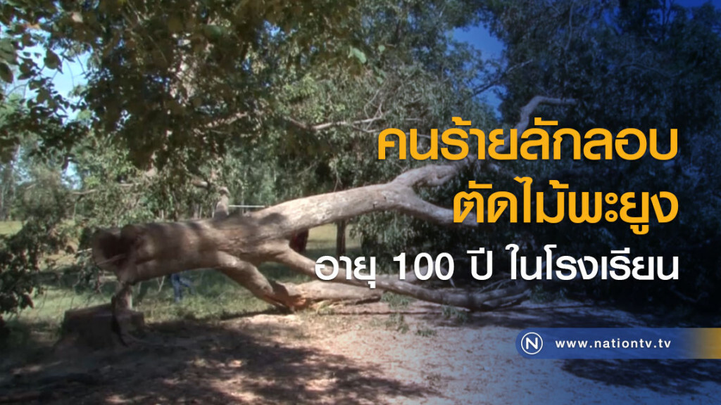 คนร้ายลักลอบตัดไม้พะยูงอายุ 100 ปี ในโรงเรียน