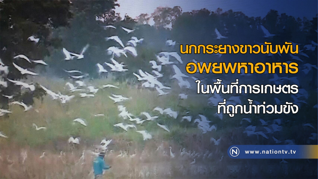 นกกระยางขาวนับพัน อพยพหาอาหารในพื้นที่การเกษตรที่ถูกน้ำท่วมขัง นกกระยางขาวนับพัน อพยพหาอาหารในพื้นที่การเกษตรที่ถูกน้ำท่วมขัง