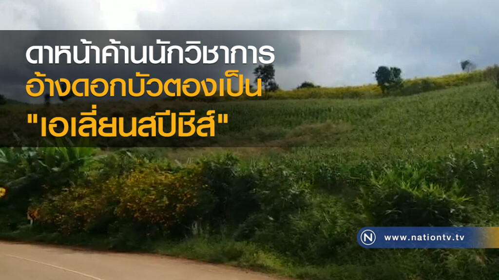 ดาหน้าค้านนักวิชาการที่ที่อ้างดอกบัวตองเป็นเอเลี่ยนสปีชีส์