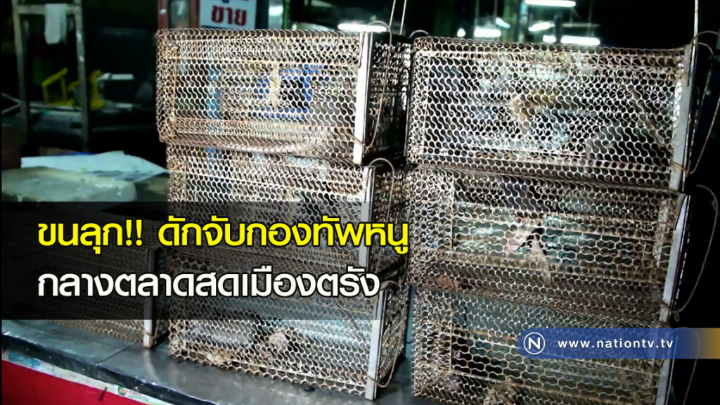 ขนลุก!! ดักจับกองทัพหนู กลางตลาดสดเมืองตรัง ขนลุก!! ดักจับกองทัพหนู กลางตลาดสดเมืองตรัง